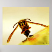 Poster Stinger 12 (Devant)