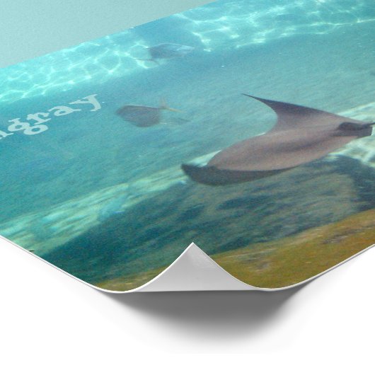 Poster Stingray (Coin)