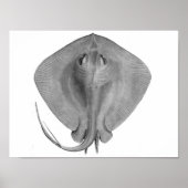 Poster Stingray à queue courte (Dasyatis brevicaudata) (Devant)