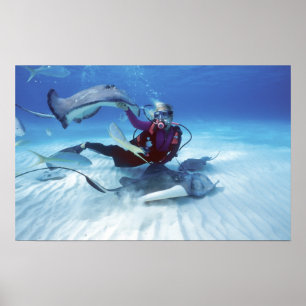 Poster Stingray City, Grand Cayman, Îles Caïmans,