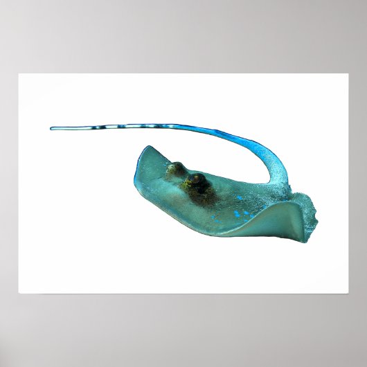 Poster Stingray - Conception abstraite - Découpe d'une ph (Devant)