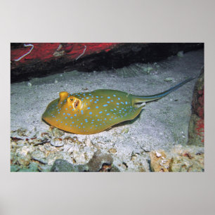 Poster Stingray de queue de ruban bleu