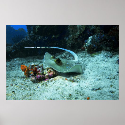 Poster Stingray en mouvement - Photo prise sur Coral Tria (Devant)