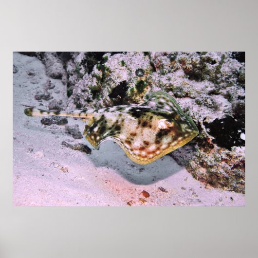 Poster Stingray jaune sur le Go (Devant)