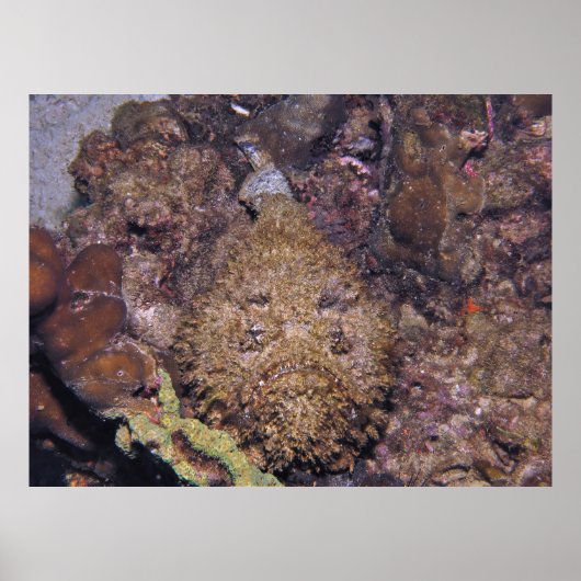 Poster Stonefish létal (Devant)