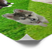 Poster Stop Animal Abuse (Coin)