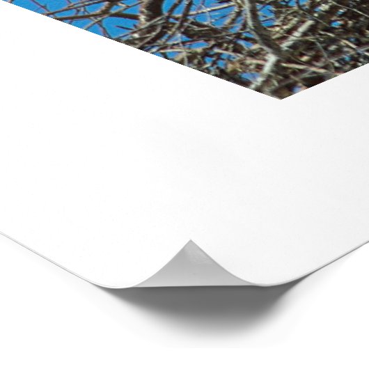 Poster Stork's Nest (Coin)