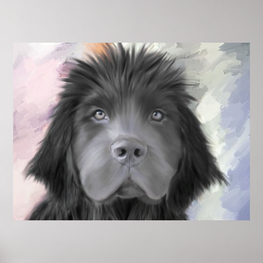 Poster Stormy the Newfoundland (Devant)