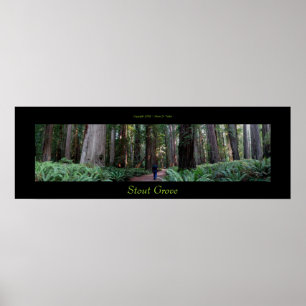 Poster Stout Grove Redwood Trees