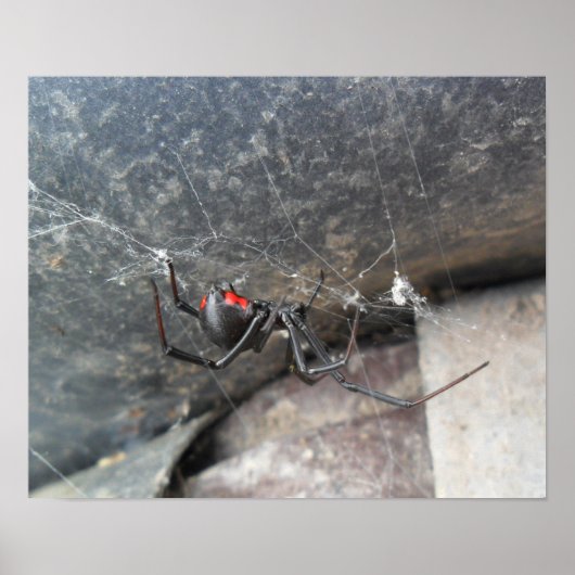 Poster Strands Silken (Devant)
