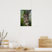 Poster Strangler Fig, Big Cypress Swamp, Florida (Cuisine)