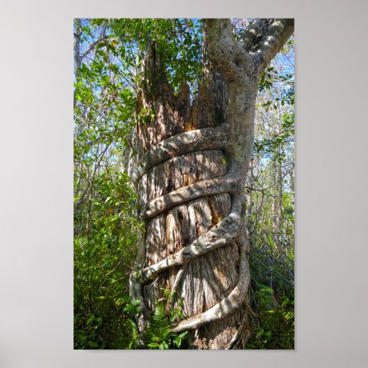Poster Strangler Fig, Big Cypress Swamp, Florida (Devant)