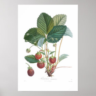 Poster Strawberry