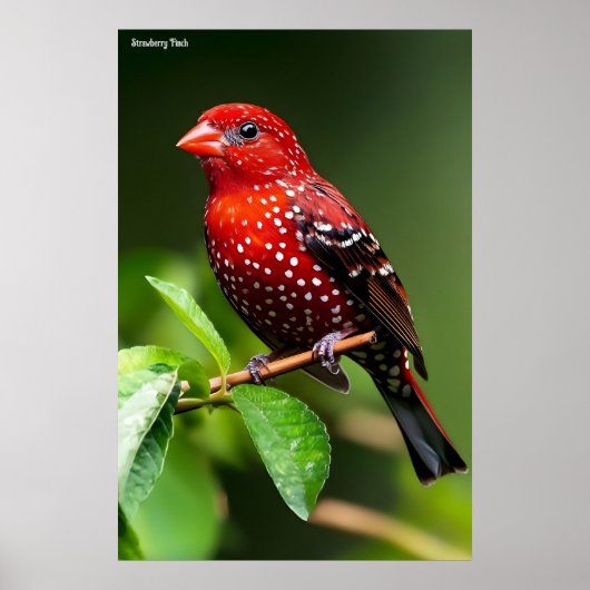 Poster Strawberry Finch  (Devant)