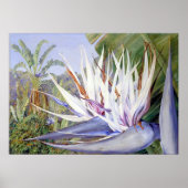 Poster Strelitzia par Marianne North - Paysage exotique (Devant)