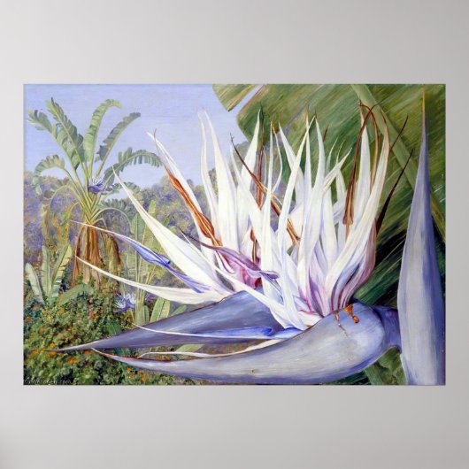 Poster Strelitzia par Marianne North - Paysage exotique (Devant)