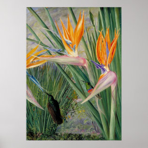 Poster Strelitzia par Marianne North - Paysage exotique