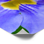 Poster Streptocarpus Spécifications Fleurs Bleues (Coin)