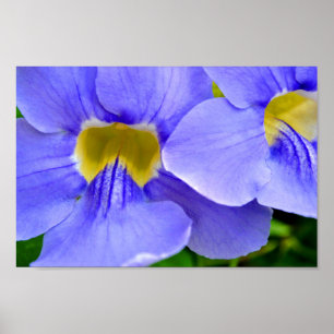 Poster Streptocarpus Spécifications Fleurs Bleues