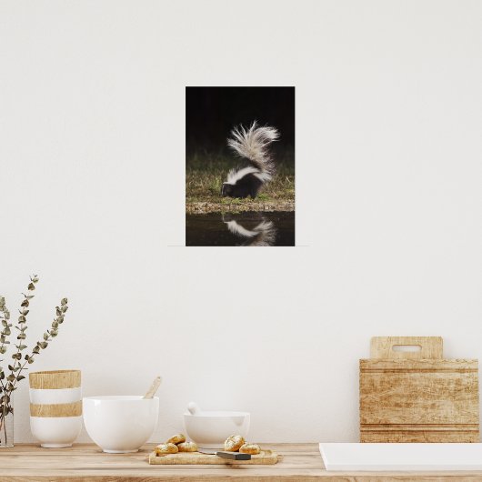 Poster Stried Skunk, Mephitis mephitis (Cuisine)
