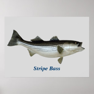 Poster Stripe Bass