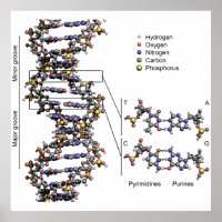 Structure de l'ADN Bases acides désoxyribonucléair