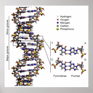 Poster Structure de l'ADN Diagramme acide désoxyribonuclé