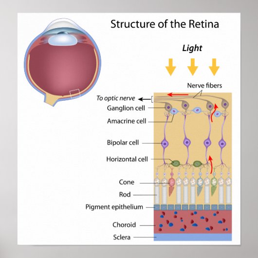 Poster Structure de l'affiche Retina (Devant)