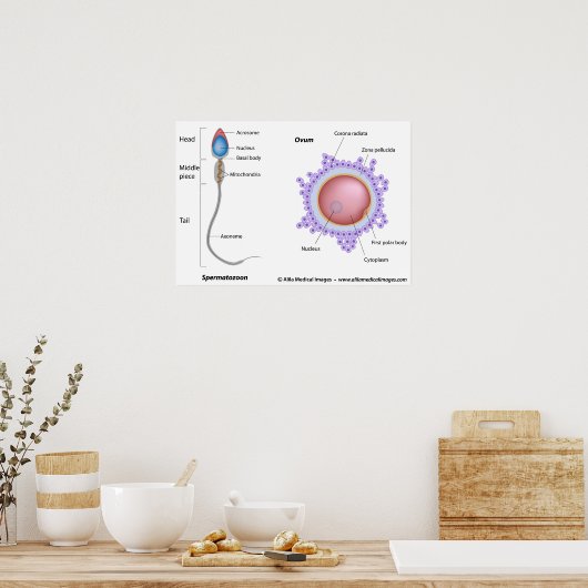 Poster Structure de l'oeuf et du sperme (Cuisine)