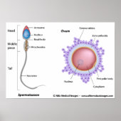 Poster Structure de l'oeuf et du sperme (Devant)