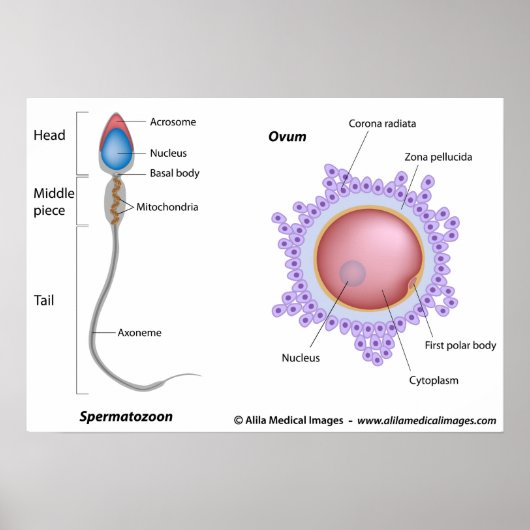 Poster Structure de l'oeuf et du sperme (Devant)