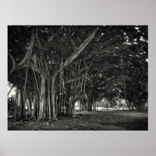 POSTER STRUCTURE DE RACINE D'ARBRE BANYAN