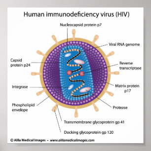 Poster Structure de virus d'HIV, marquée diagramme