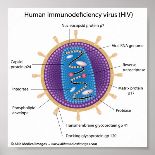Poster Structure du virus du VIH, diagramme étiqueté. (Devant)