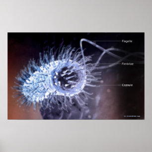 Poster Structure d'une cellule héliobacter pylori