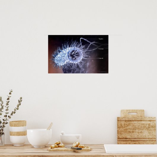 Poster Structure d'une cellule héliobacter pylori (Cuisine)
