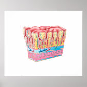 Poster Structure Et Couches Anatomiques Du Mur D'Estomac (Devant)