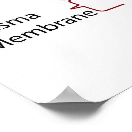 Poster Structure moléculaire d'une paroi cellulaire prima (Coin)