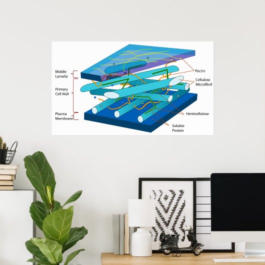Poster Structure moléculaire d'une paroi cellulaire prima (Bureau à domicile)