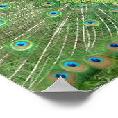 Poster Strut Peacock (Coin)