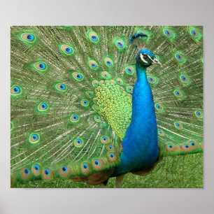 Poster Strut Peacock