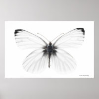 Studio photo de papillon blanc à veine pointue
