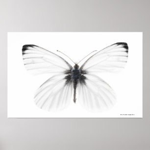 Poster Studio photo de papillon blanc à veine pointue