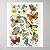 Poster Study of Diurnal butterflies by Paul Gervais (Devant)