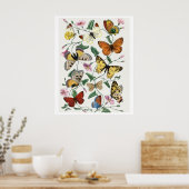 Poster Study of Diurnal butterflies by Paul Gervais (Cuisine)