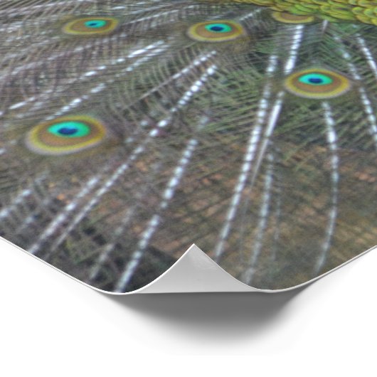 Poster Stunning (Coin)