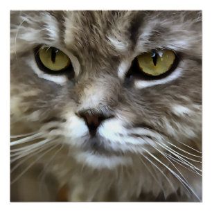 Poster Stunning Grey Chat Animal Portrait Artistique