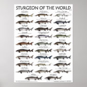 POSTER - STURGEON OF THE WORLD V2 3D - PREMIER JAM (Devant)