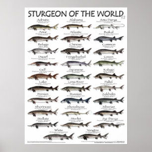 POSTER - STURGEON OF THE WORLD V2 3D - PREMIER JAM