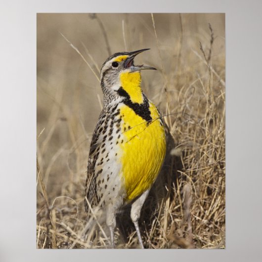 Poster Sturnelle de l'Ouest (Strunella neglecta) (Devant)